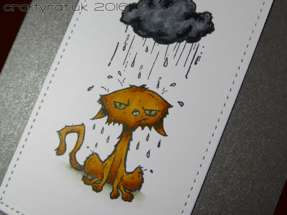 rainy-cat-detail