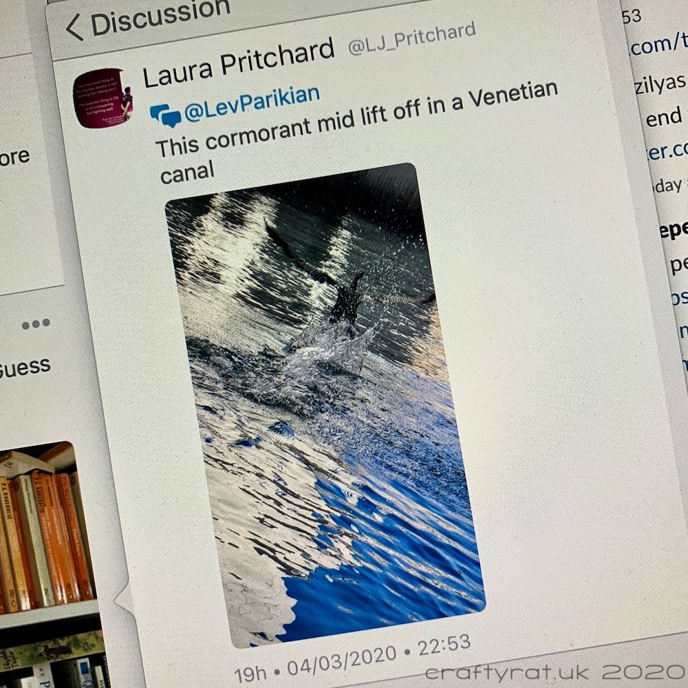 A screenshot of a tweet with a photo of a cormorant lifting off from a canal.