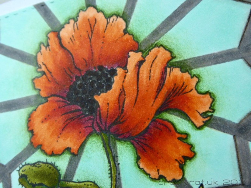 Close-up of the orange poppy.