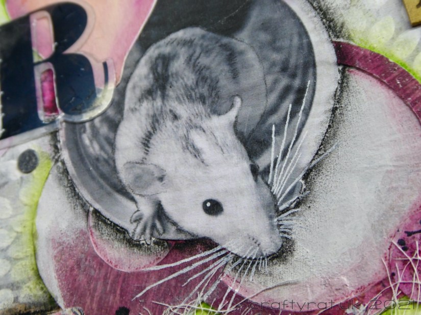 Close-up of the photo of Rocket.